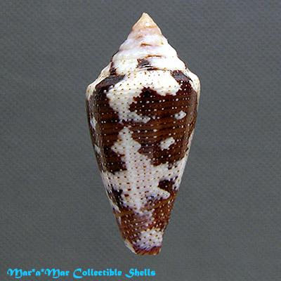 Tenorioconus curassaviensis Hwass, 1792 - Image 2