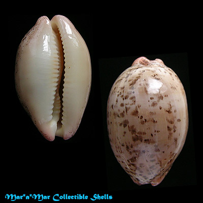 Cypraea (Luria) cinerea brasiliensis L. & H., 1993