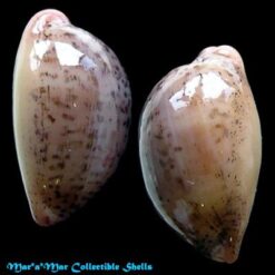 Cypraea (Luria) cinerea brasiliensis L. & H., 1993 - Imagem 2