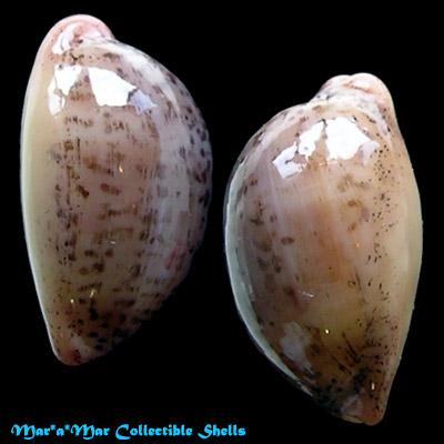 Cypraea (Luria) cinerea brasiliensis L. & H., 1993 - Imagem 2