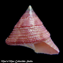 Calliostoma sp.