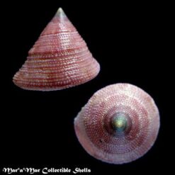Calliostoma sp. - Imagem 2