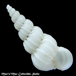 Epitonium georgettina (Kiener, 1839)