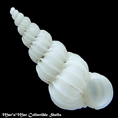 Epitonium georgettina (Kiener, 1839)