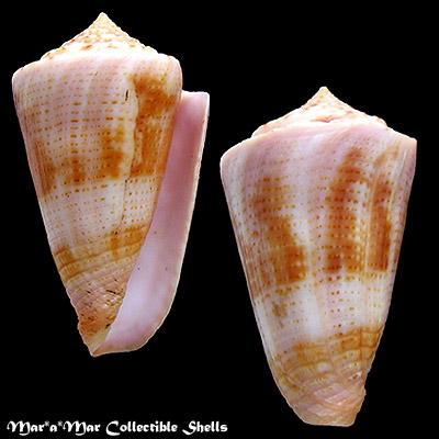 Conus ericmonnieri Petuch & Myers, 2014