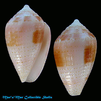 Conus selenae Van Mol , T. & K., 1967