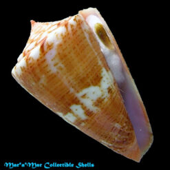 Conus archetypus archetypus Crossé, 1865