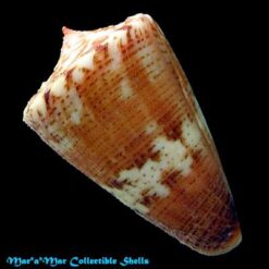 Conus archetypus archetypus Crossé, 1865 - Imagem 2
