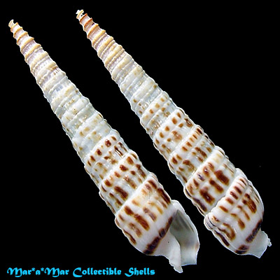 Terebra argosyia Olsson, 1971