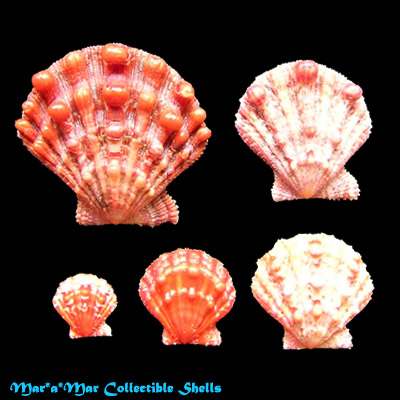 Nodipecten nodosus (Linnaeus, 1758)