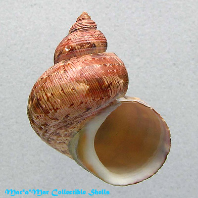 Turbo canaliculatus Hermann, 1781