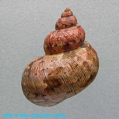 Turbo canaliculatus Hermann, 1781 - Image 2