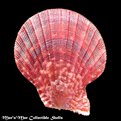 Chlamys multisquamata (Dunker, 1864)