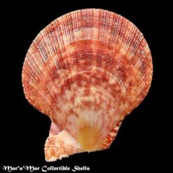 Chlamys multisquamata (Dunker, 1864) - Imagem 2