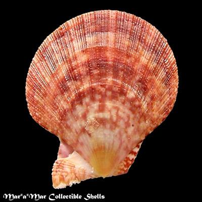 Chlamys multisquamata (Dunker, 1864) - Imagem 2