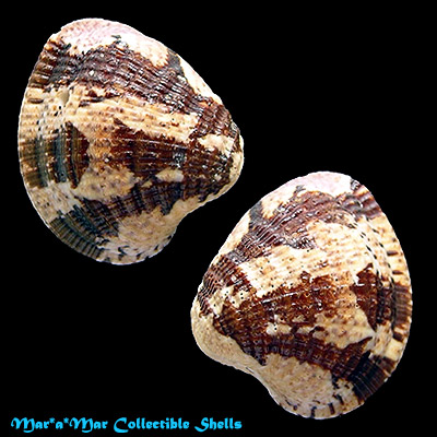 Chione subimbricata (Sowerby, 1835)