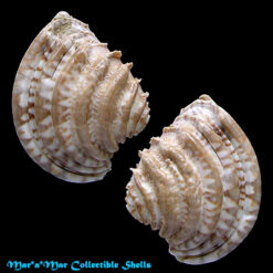 Chione latilirata (Conrad, 1841)