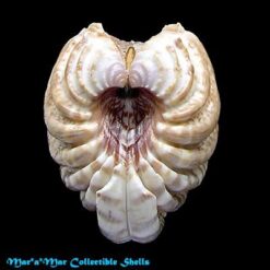 Chione latilirata (Conrad, 1841) - Imagem 2