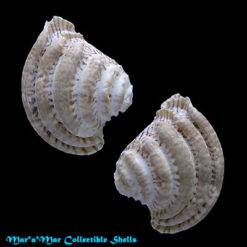Chione latilirata (Conrad, 1841)