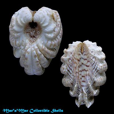 Chione latilirata (Conrad, 1841) - Imagem 2