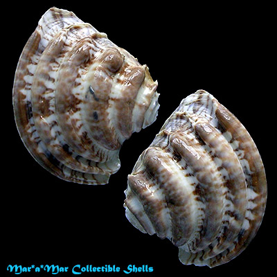 Chione latilirata (Conrad, 1841)