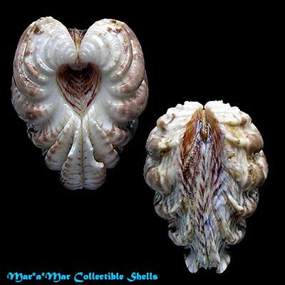 Chione latilirata (Conrad, 1841) - Imagem 2