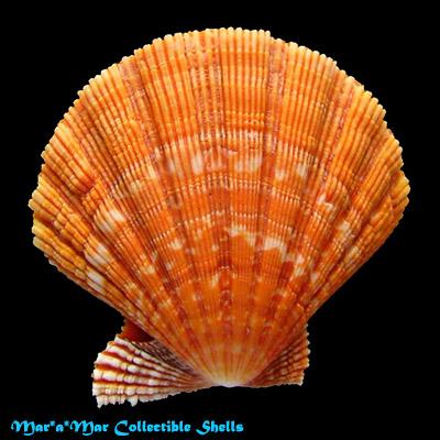 Nodipecten nodosus (Linnaeus, 1758) - Imagem 2