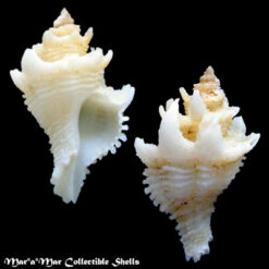 Babelomurex basilium (Neme & Leme, 1978)