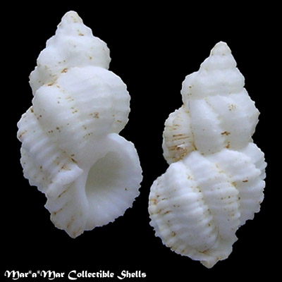 Coralliophila cf. aberrans (C. B. Adamns, 1850)