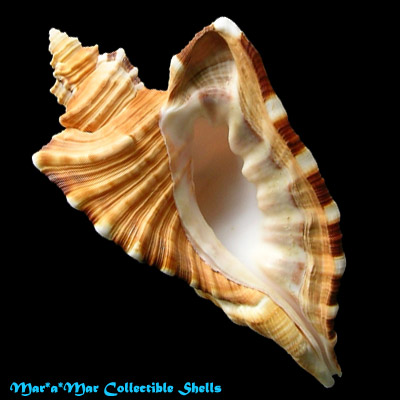 Cymatium raderi D“Attilio & Meyers, 1984