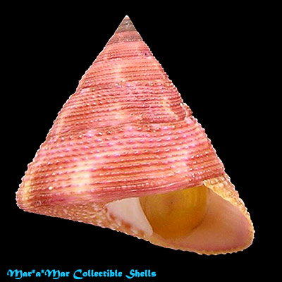Calliostoma vinosum Quinn, 1992