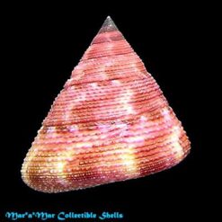 Alternative view of Calliostoma vinosum Quinn, 1992