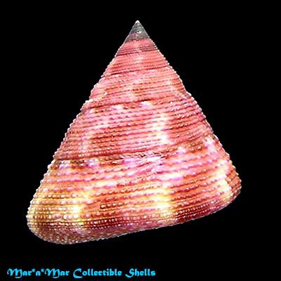 Calliostoma vinosum Quinn, 1992 - Imagem 2