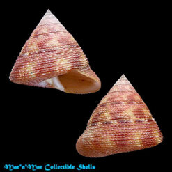 Calliostoma vinosum Quinn, 1992