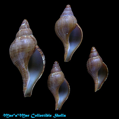 Fasciolaria tulipa hollisteri Weisbord, 1962