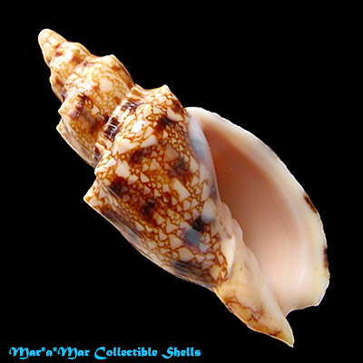 Odontocymbiola americana (Reeve, 1846)