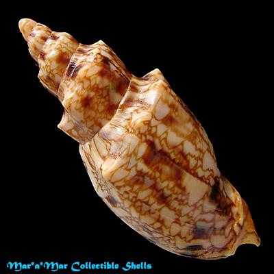 Odontocymbiola americana (Reeve, 1846) - Imagem 2