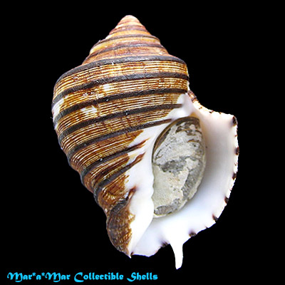 Opeatostoma pseudodon (Burrow, 1815)