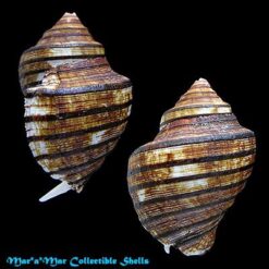 Alternative view of Opeatostoma pseudodon (Burrow, 1815)