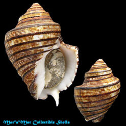 Opeatostoma pseudodon (Burrow, 1815)