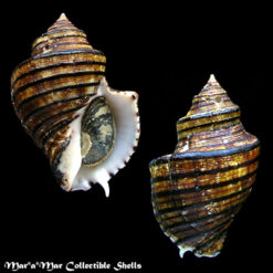 Opeatostoma pseudodon (Burrow, 1815)