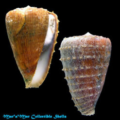 Conus princeps lineolatus Valenciennes, 1832