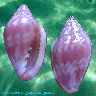 Marginella cloveri Rios & Matthews, 1972