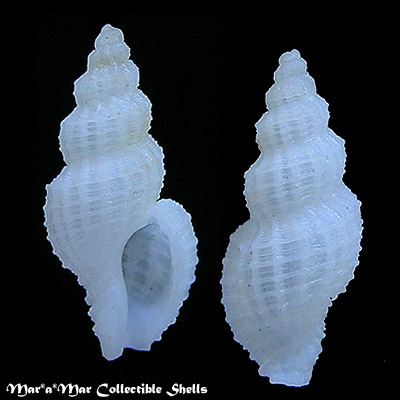 Bailya cf. parva (C.B.Adams, 1850)