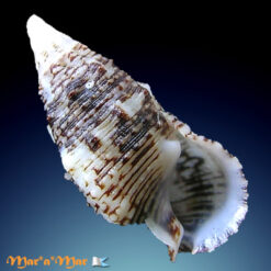 Cerithium aff. adustum Kiener, 1841