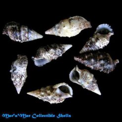 Alternative view of Cerithium aff. adustum Kiener, 1841