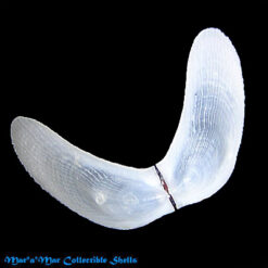 Lima pacifica Orbigny, 1846