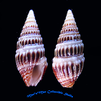 Crassispira latizonata ( E.A.Smith,1822)