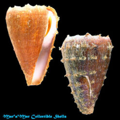 Conus princeps lineolatus Valenciennes, 1832