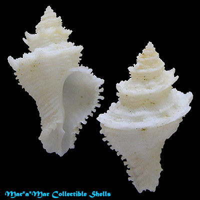 Babelomurex basilium (Neme & Leme, 1978)